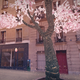 Image for article titled Make cherry blossom trees magically appear in your neighborhood
